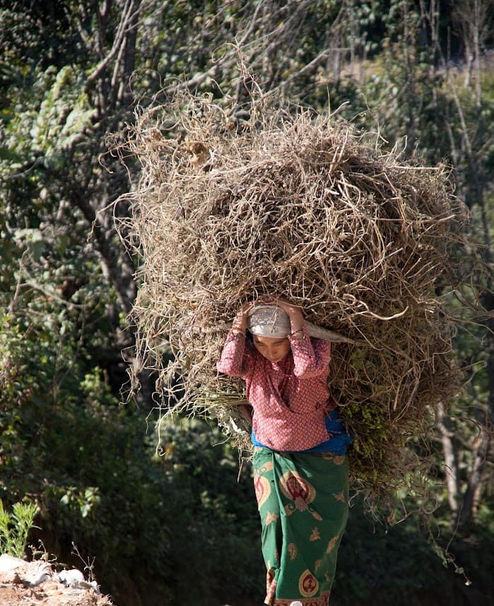 nepali village women carrying paral